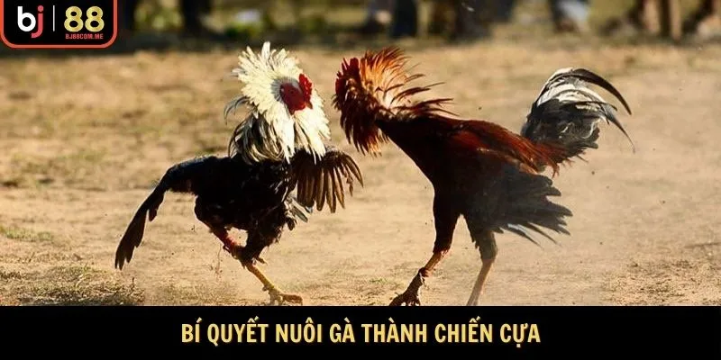 Bí quyết nuôi gà thành chiến cựa