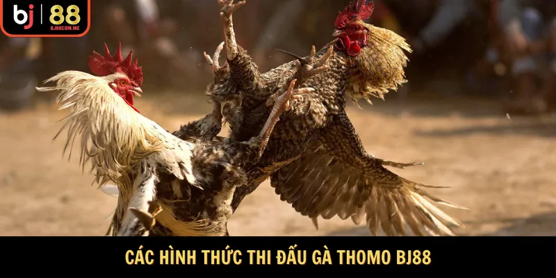 Các hình thức thi đấu gà Thomo BJ88