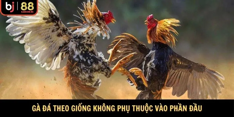 Chọn gà đá theo giống không phụ thuộc quá nhiều vào phần đầu