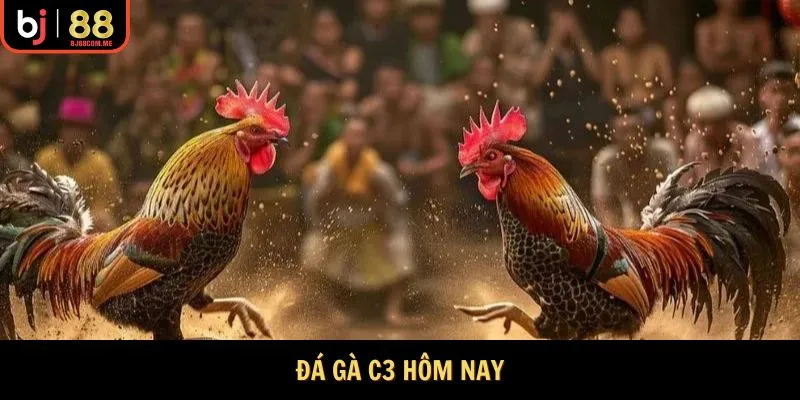 đá gà c3 hôm nay