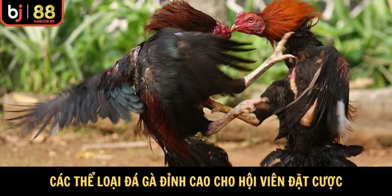Các thể loại đá gà đỉnh cao cho hội viên đặt cược