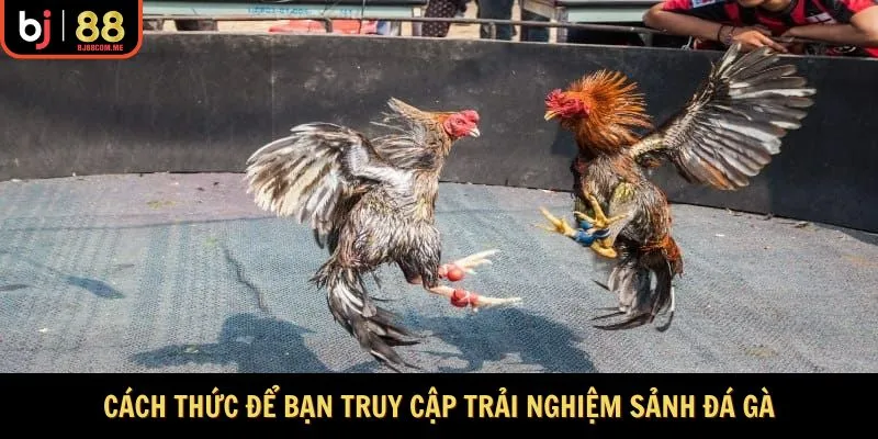 Cách thức để bạn truy cập trải nghiệm sảnh đá gà