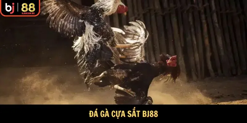 Đá Gà cựa sắt Bj88