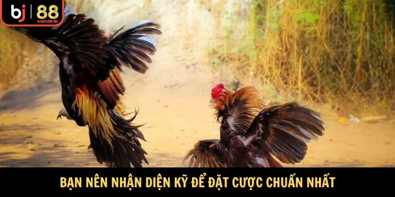 Bạn nên nhận diện kỹ để đặt cược chuẩn nhất