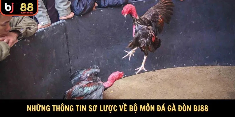 Những thông tin sơ lược về bộ môn đá gà Đòn Bj88
