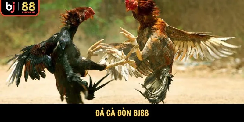 Đá Gà Đòn Bj88