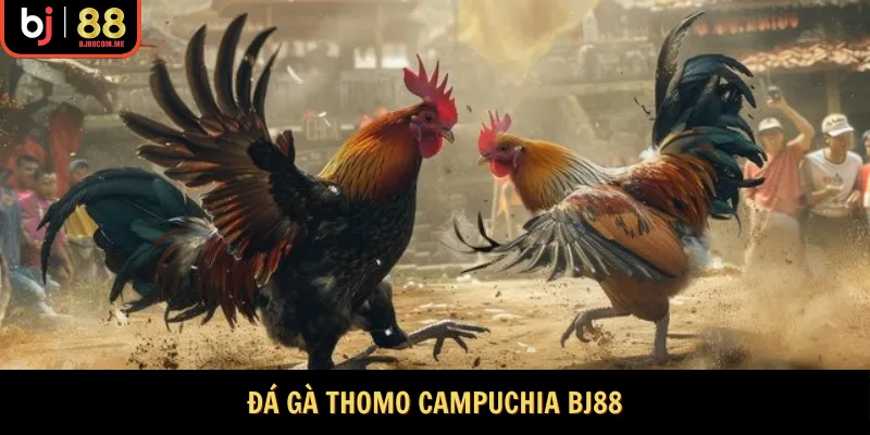 Đá Gà Thomo Campuchia Bj88