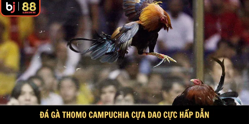 Đá gà Thomo Campuchia cựa dao cực hấp dẫn