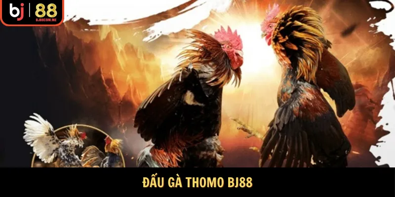 Đấu gà thomo Bj88