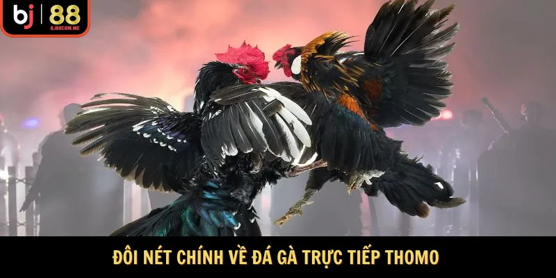 Giới thiệu đá gà trực tiếp thomo
