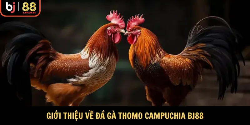 Giới thiệu về đá gà Thomo Campuchia BJ88