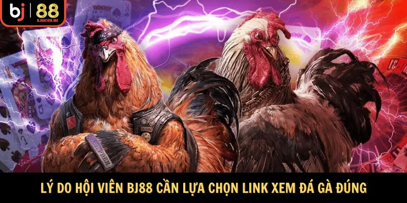 Lý do hội viên BJ88 cần lựa chọn link xem đá gà đúng