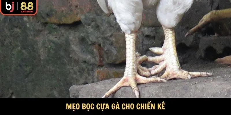 Mẹo bọc cựa gà