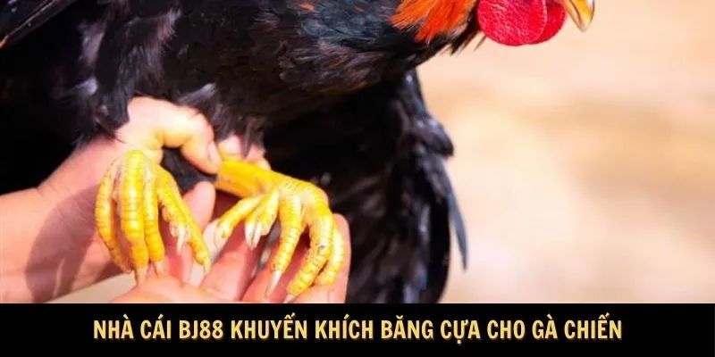 Nhà cái BJ88 khuyến khích băng cựa cho gà chiến