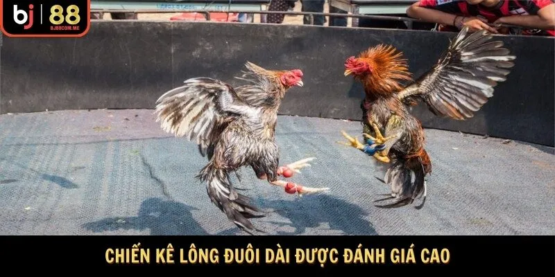Những chiến kê có lông đuôi dài rất được đánh giá cao