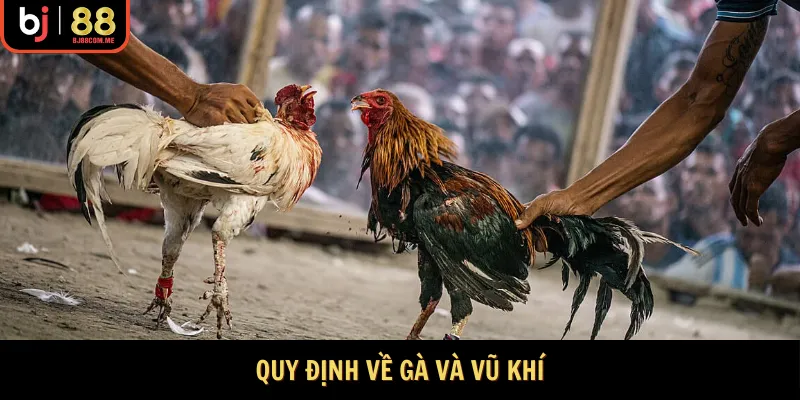 Quy định về gà và vũ khí
