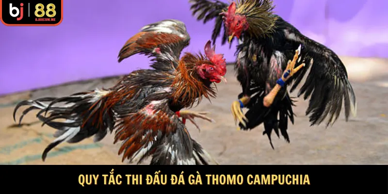 Quy tắc thi đấu đá gà Thomo Campuchia