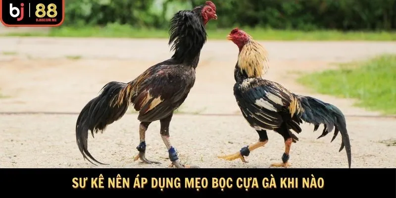 Sư kê nên áp dụng mẹo bọc cựa gà khi nào
