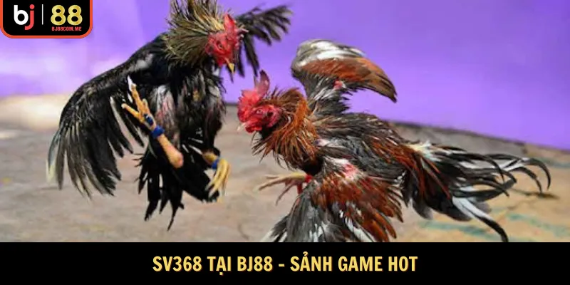 Sv388 tại bj88