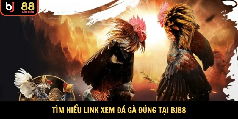 Tìm hiểu link xem đá gà đúng tại BJ88