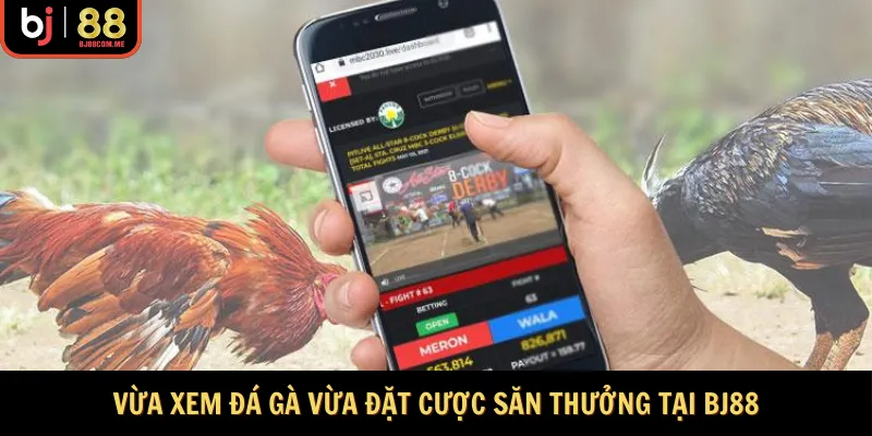 Vừa xem đá gà vừa đặt cược săn thưởng tại BJ88