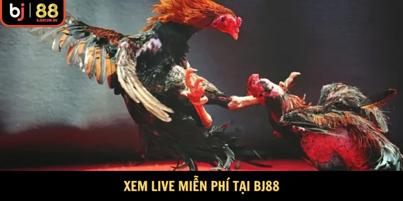 Xem live miễn phí tại Bj88