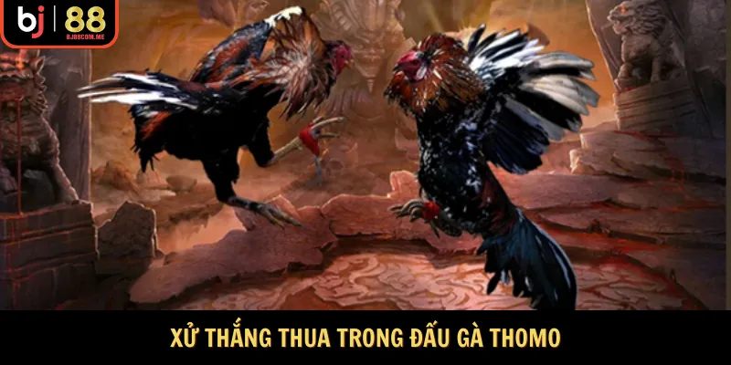 Xử thắng thua trong đấu gà Thomo